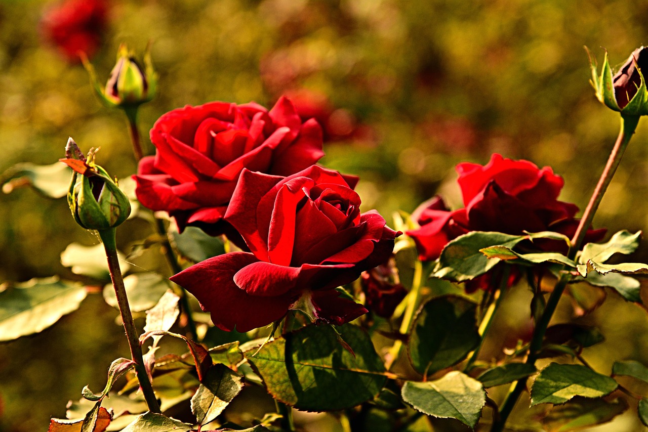 Rosa fiorita in giardino, simbolo di bellezza e tecniche di potatura per una fioritura rigogliosa.