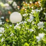 Gelsomino invernale: pianta verde con fiori bianchi, consigli per la cura in inverno.