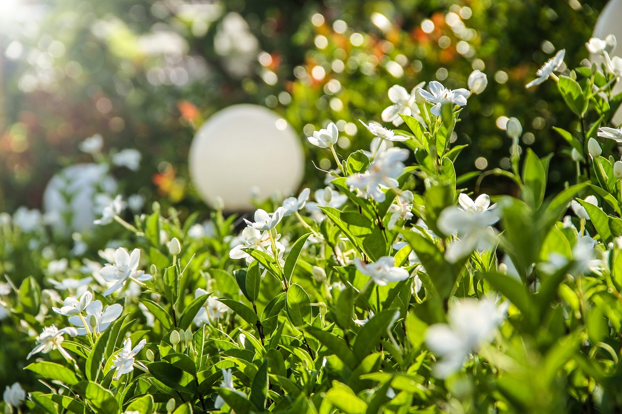 Gelsomino invernale: pianta verde con fiori bianchi, consigli per la cura in inverno.