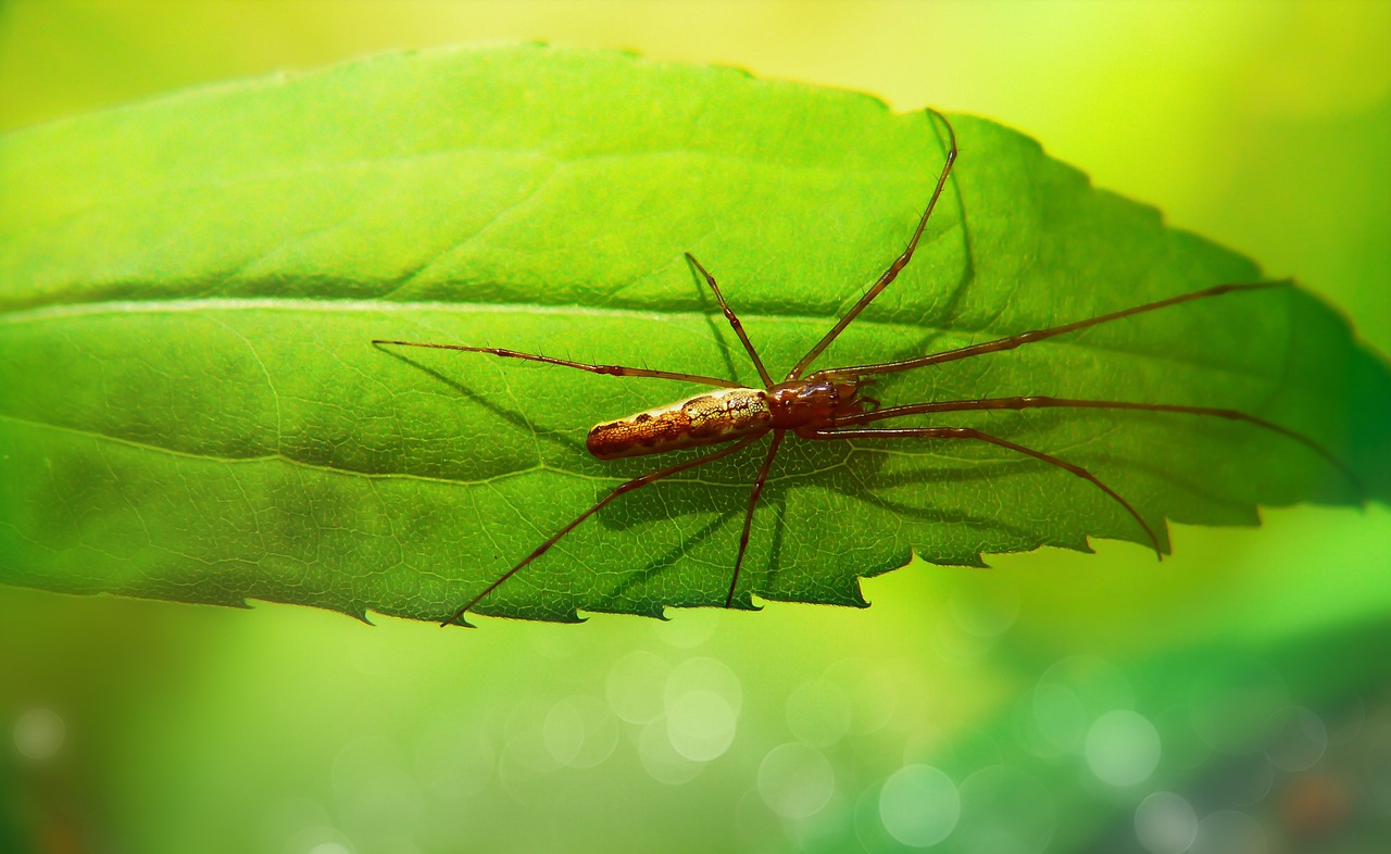 Ragnetto rosso su una foglia, evidenziato per mostrare danni da infestazione in giardino.
