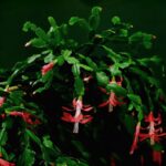 Cactus di Natale fiorito su sfondo verde, simbolo di cura e fioritura invernale.