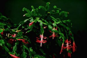 Cactus di Natale in una posizione ideale con abbondante luce per favorire la fioritura.