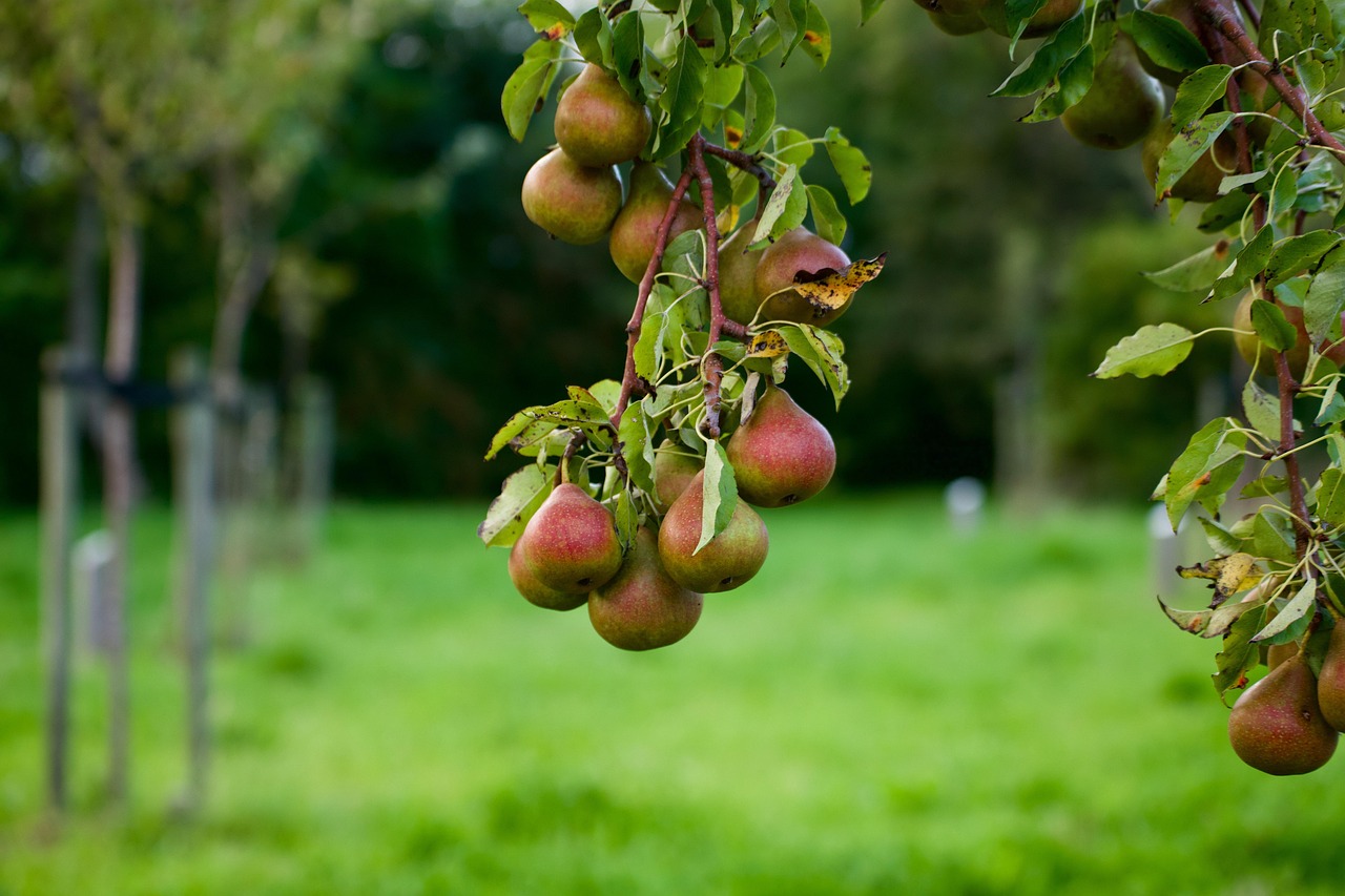 Varie piante di alberi da frutto in un giardino, rappresentative delle diverse stagioni.