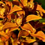 Cymbidium in fiore con foglie verdi, ideale per illustrare tecniche di cura delle orchidee.