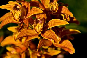 Come curare il Cymbidium: ecco il metodo dell’esperto