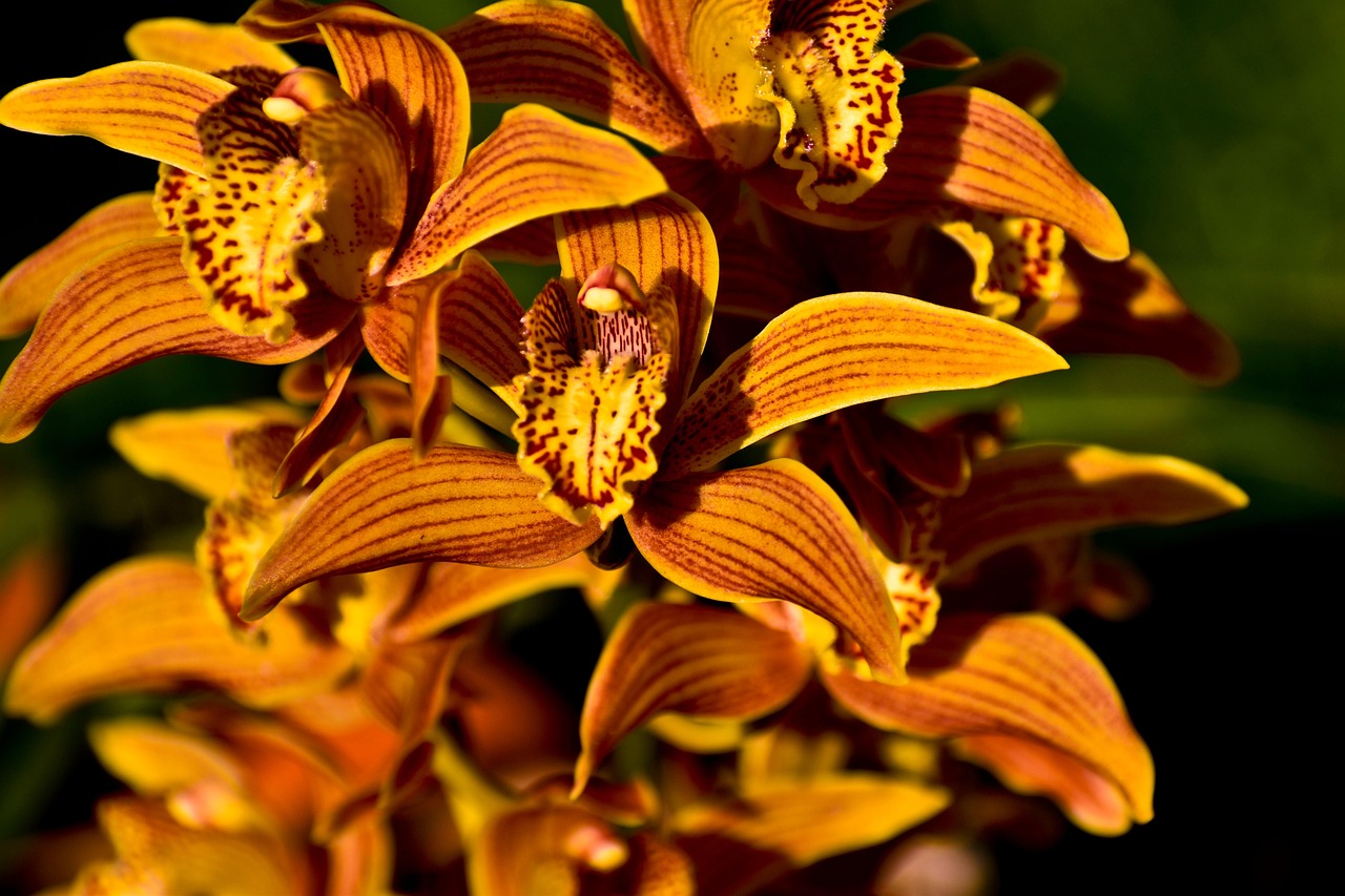 Cymbidium in fiore con foglie verdi, ideale per illustrare tecniche di cura delle orchidee.