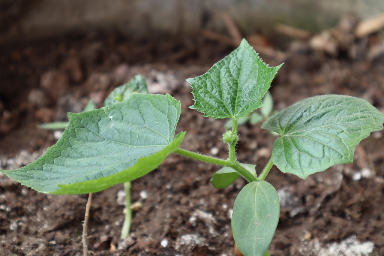 Immagine di un giardino con piante di cetriolo in crescita, evidenziando errori comuni nella coltivazione.