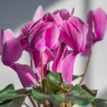 Ciclamino in vaso con acqua minerale, metodo per fiori più duraturi.