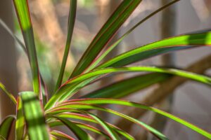Come curare la dracena: il consiglio del giardiniere