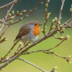 Pettirosso si nutre di semi nel giardino, circondato da fiori colorati e vegetazione verde.