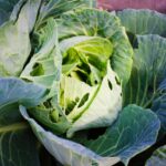 Bruchi sul cavolo con foglie danneggiate, metodo naturale per la loro eliminazione.