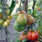 Concime naturale per pomodori, in un giardino con piante verdi e frutti rossi.