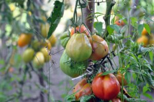 Concime naturale per pomodori, in un giardino con piante verdi e frutti rossi.