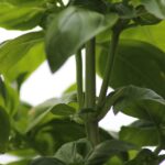 Basilico potato con foglie verdi e fresche, pronto per una nuova crescita.