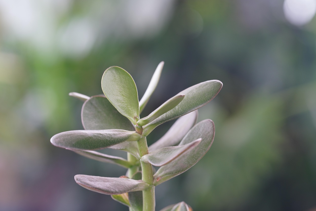 Albero di Giada in casa, pianta grassa verde con foglie lucide, simbolo di prosperità e fortuna.