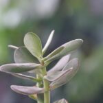 Fioritura dell'Albero di Giada con fiori bianchi e verdi su sfondo verde chiaro.