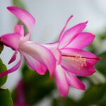Cactus di Natale in fiore con boccioli colorati su sfondo verde.