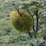 Bacca di vischio posata su un ramo di albero, pronta per la coltivazione in giardino.