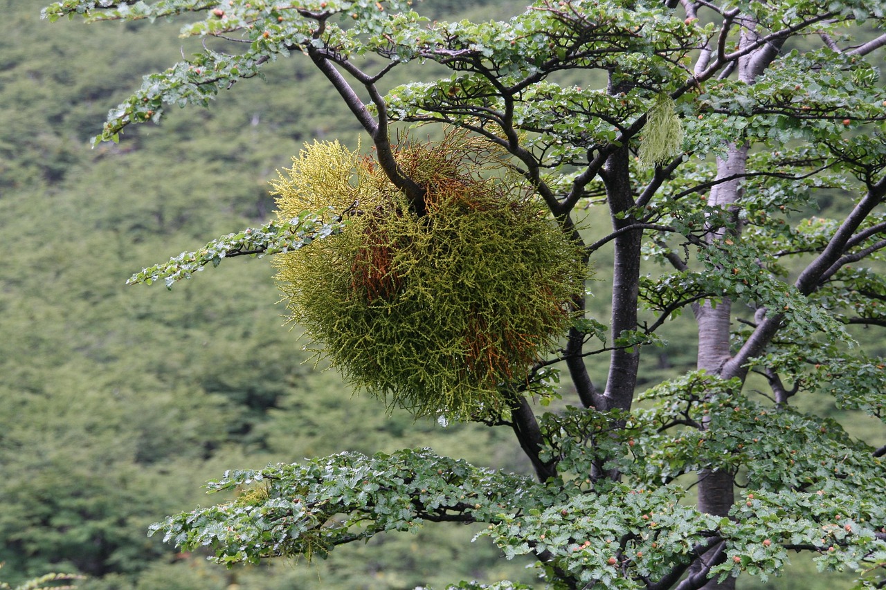 Bacca di vischio posata su un ramo di albero, pronta per la coltivazione in giardino.