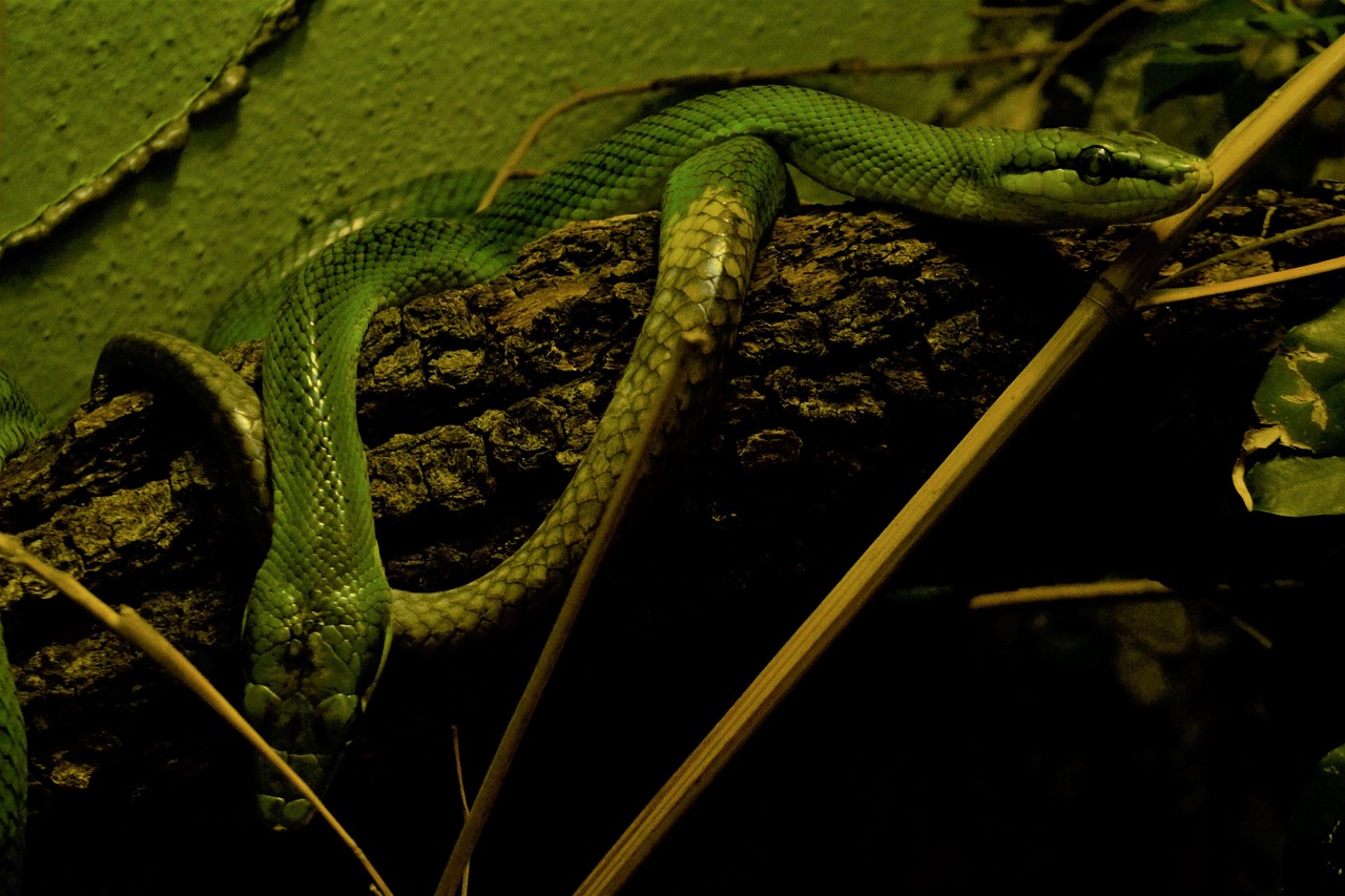 Serpente nel giardino tra le piante, simbolo di avvertimento per i giardinieri.