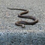 Bisce nel giardino: avviso di pericolo e conseguenze del calpestio.