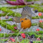Pettirossi affamati si posano sulla mangiatoia nel giardino, pronti a mangiare.
