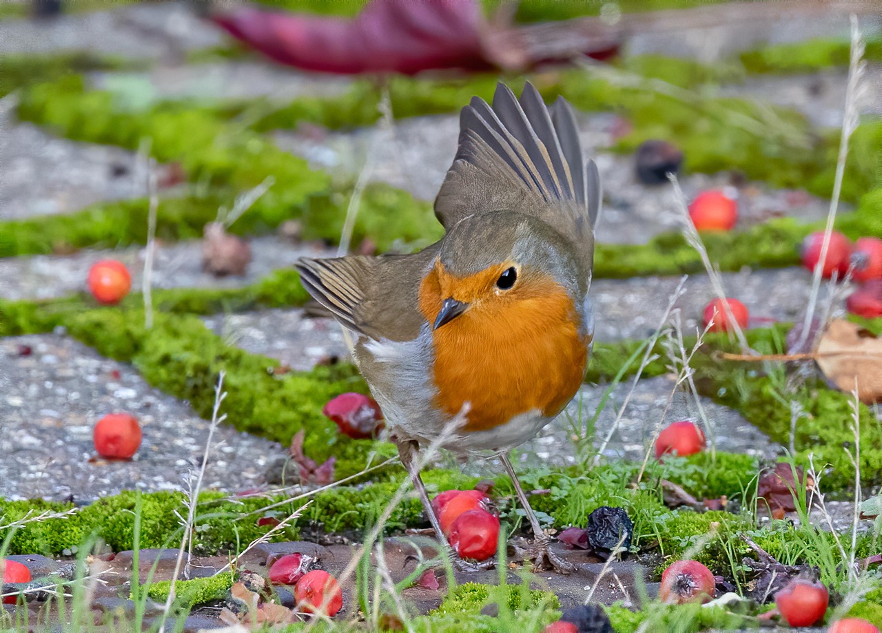 Pettirossi affamati si posano sulla mangiatoia nel giardino, pronti a mangiare.