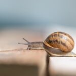 Lumache su un giardino, con metodi naturali per allontanarle senza pesticidi.