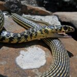 Serpente verde tra le piante di un giardino, avviso per la sicurezza in orto.