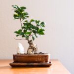 Bonsai ficus sano e curato, con foglie verdi brillanti in un vaso decorativo.