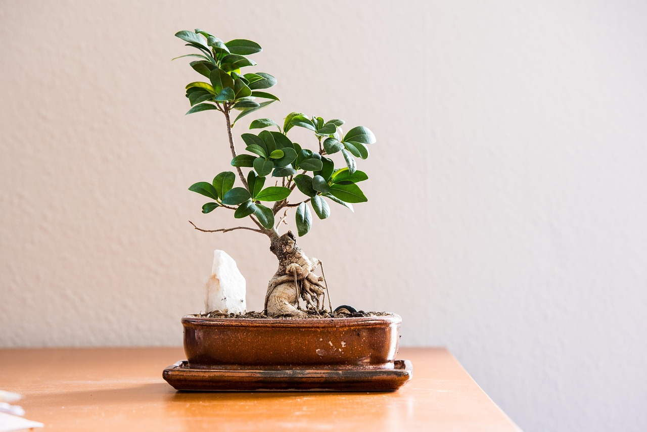 Bonsai ficus sano e curato, con foglie verdi brillanti in un vaso decorativo.