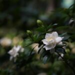 Giardiniere che pota una gardenia in inverno, circondato da attrezzi da giardinaggio.