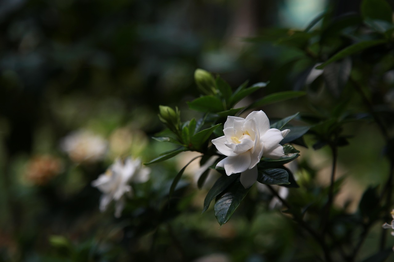 Giardiniere che pota una gardenia in inverno, circondato da attrezzi da giardinaggio.