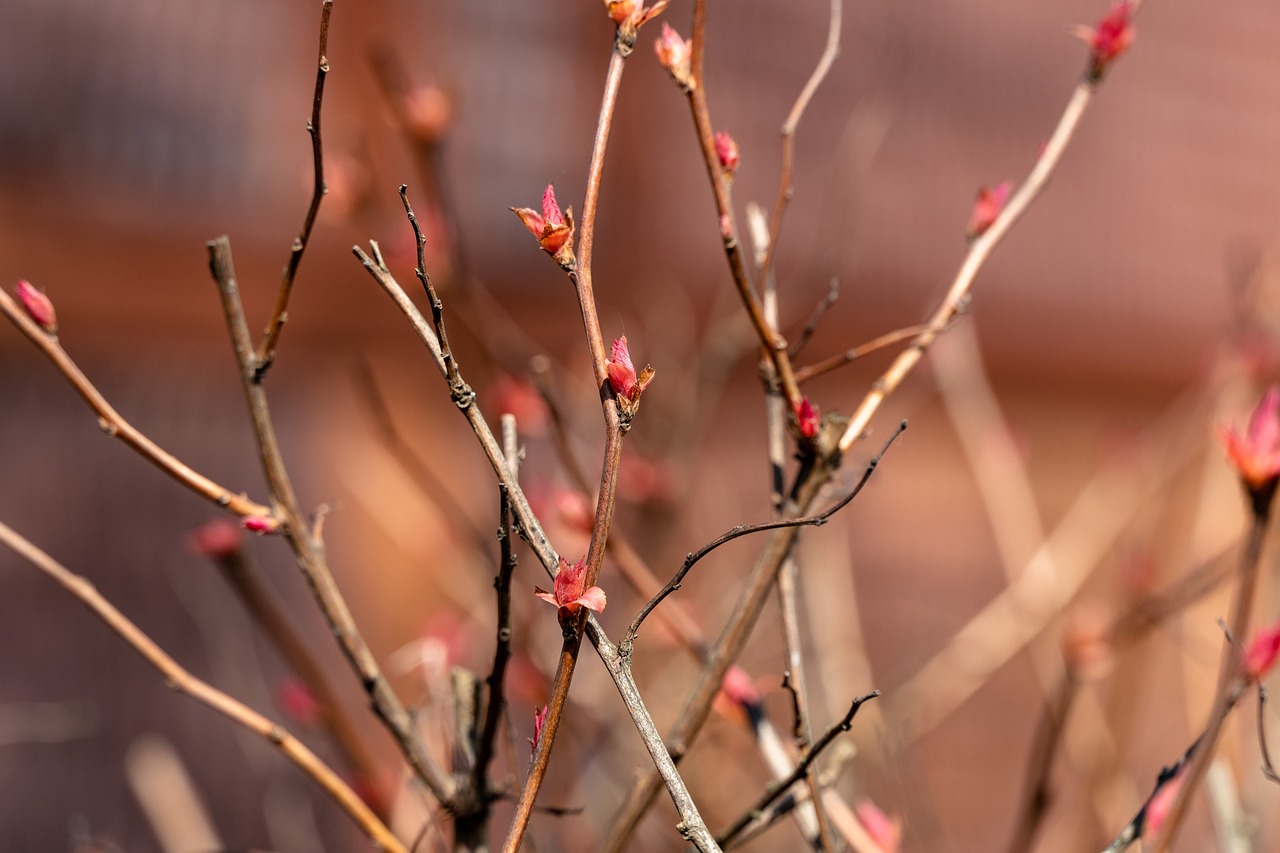 Cinque piante da potare a febbraio, con dettagli sulle tecniche di potatura e benefici per la crescita.