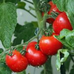 Piante tossiche per pomodori: esempio di piante da evitare in giardino.