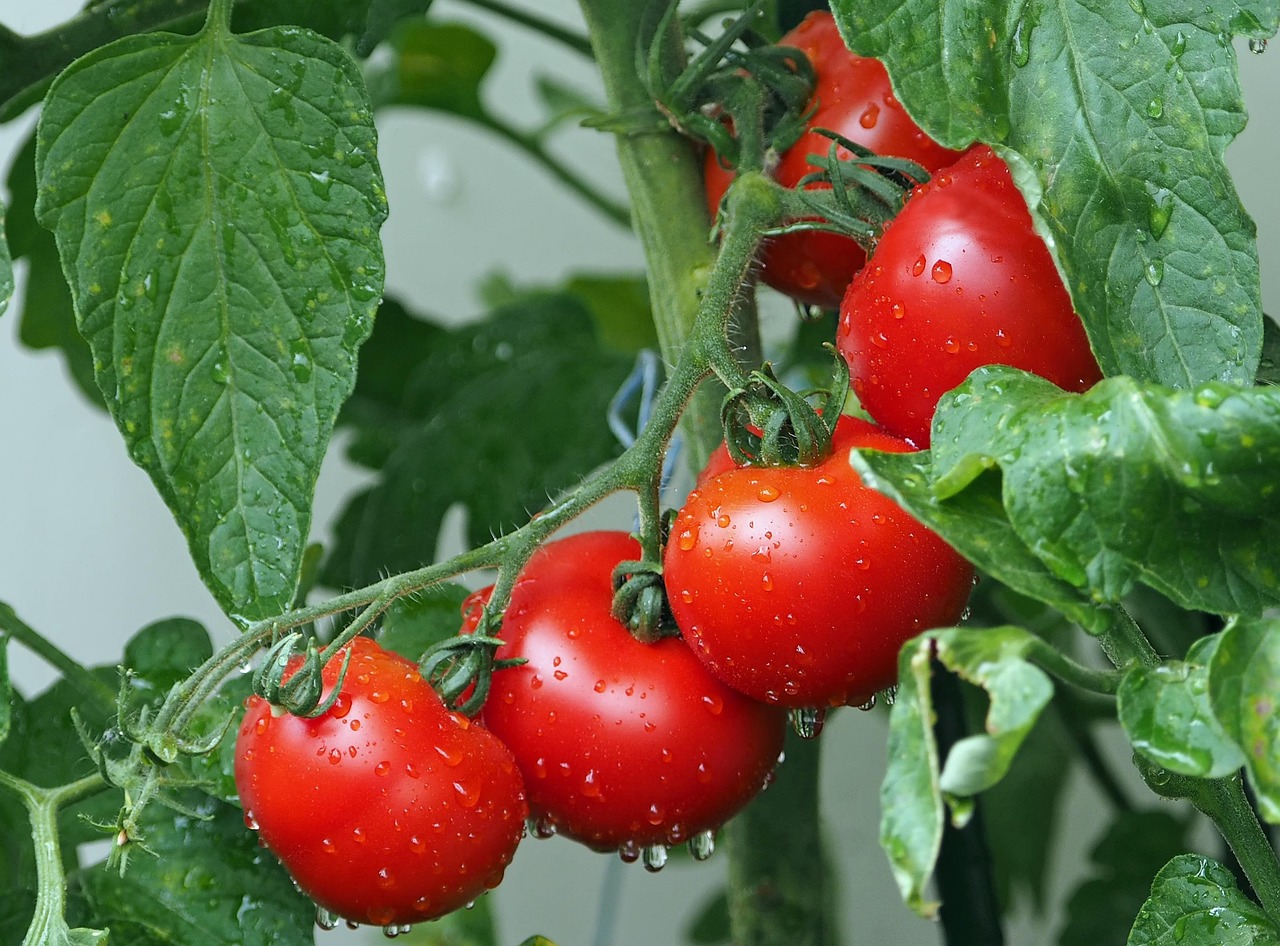 Piante tossiche per pomodori: esempio di piante da evitare in giardino.