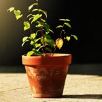 Fondo di un vaso con materiali per migliorare la crescita delle radici delle piante.