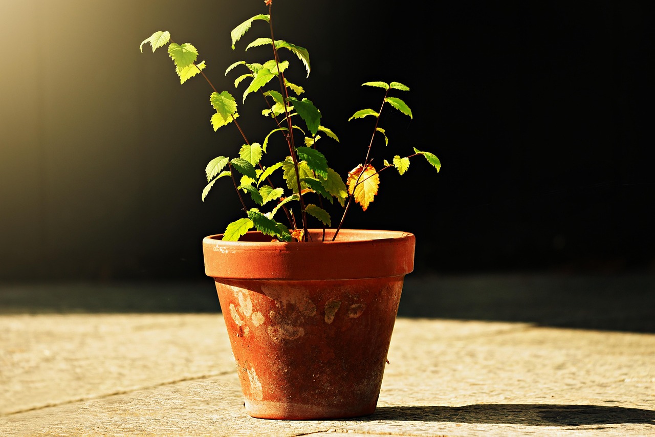 Menta in vaso con foglie verdi rigogliose, simbolo di cura e attenzione nella coltivazione.