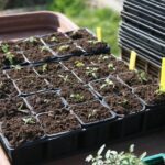 Pomodori freschi con un calendario che segna la data ideale per la semina.