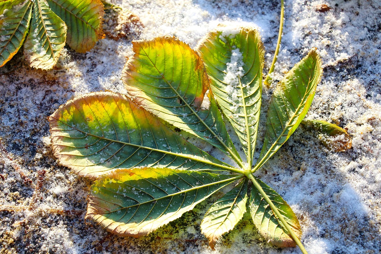 Foglie secche che cadono da un albero in inverno, simbolo di cicli naturali nel giardino.