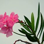 Piante considerate portatrici di sfortuna, evidenziate in un articolo informativo.