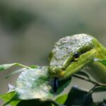 Giardiniere utilizza piante aromatiche per allontanare serpenti dal giardino in modo naturale.