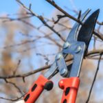 Alberi da potare in inverno: diverse specie pronte per la potatura tra gennaio e febbraio.
